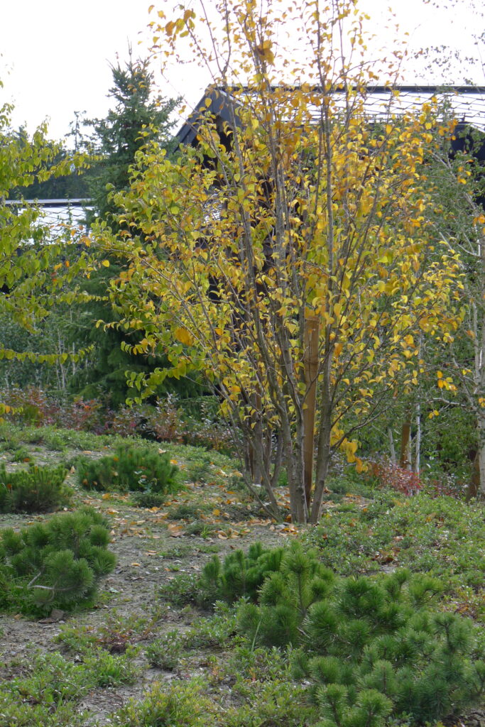 pascal olivier architecte paysagiste - jardin de montagne